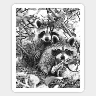 Cute Raccoons Up in a Tree Sticker